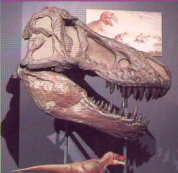 National  Dinosaur Museum