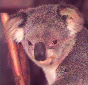 Rehwinkel's Animal park